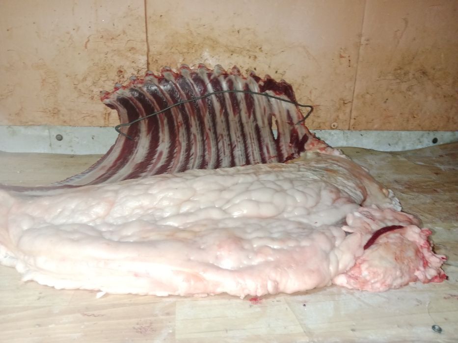 Жылқы еті сатылады.  Бие 5жасар байтал