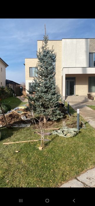 Посадка и обрезка деревьев