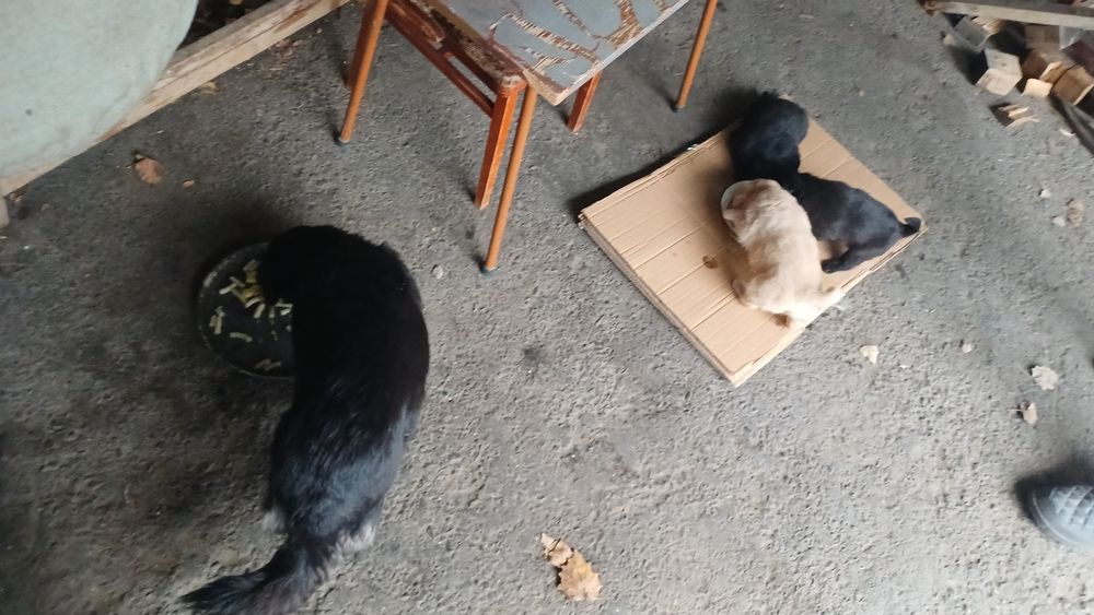 Продам щенков дворняжки