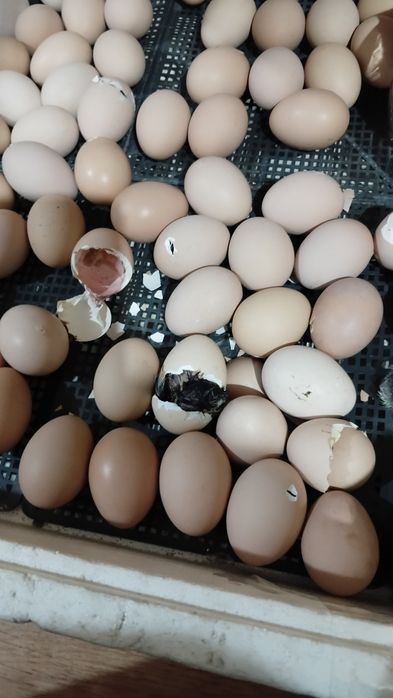 Цеплята Асстерлоп