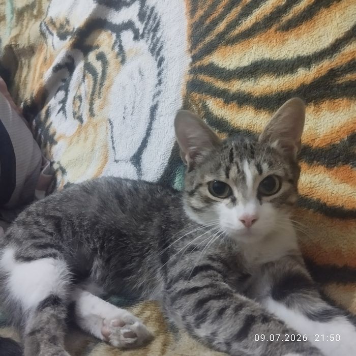 Отдадим кошечку в добрые ручки