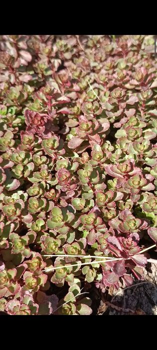 Цветы разные продам