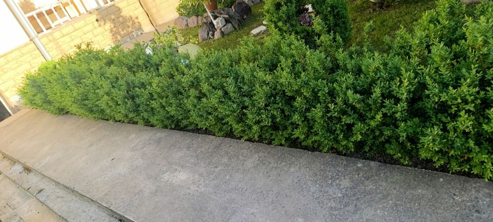 Шамшодла 3 6 йиллик кучатлар бор