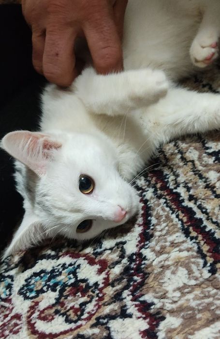 Турк ангора 6 ойлик