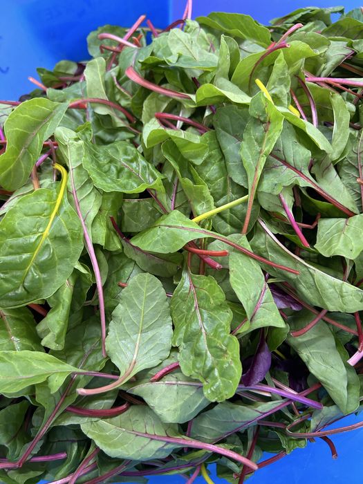 Продам мангольд, свежий