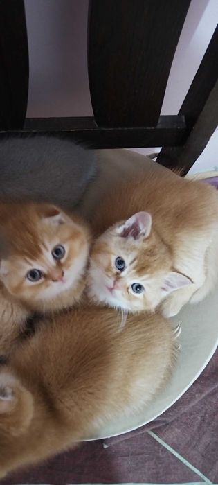 Разкошни златни клепоухи шотландчета