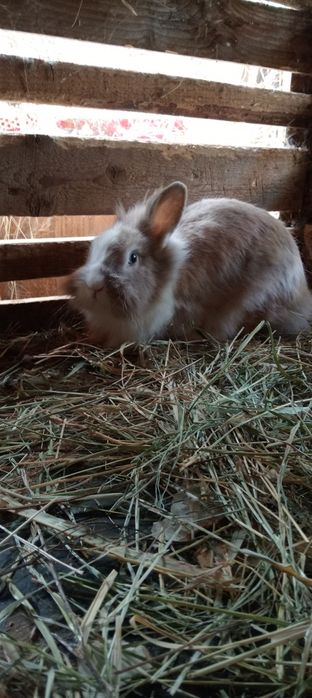 Vând iepurii de casă