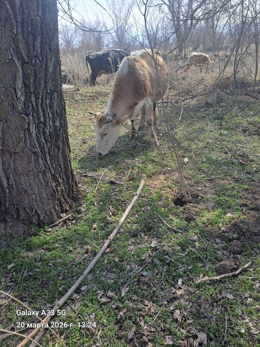 Сельхоз жевательная