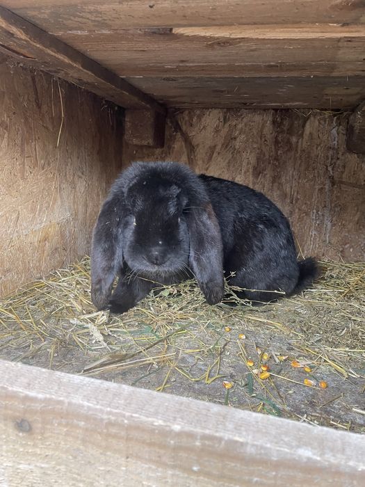 Mascul berbec german