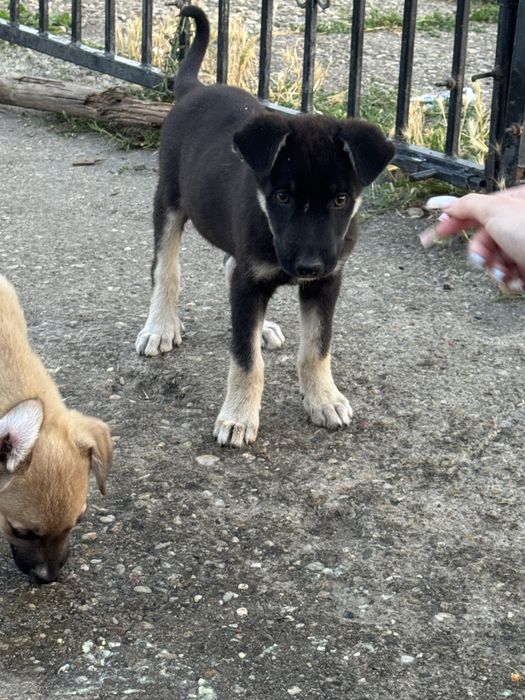 Catelusi pentru adoptie
