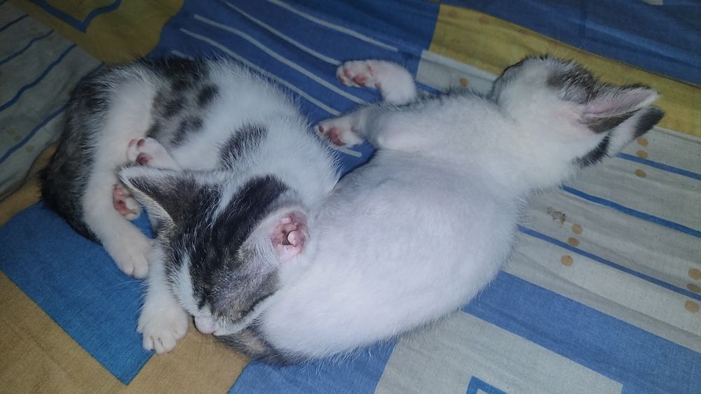 Отдам котят в добрые и любящие руки