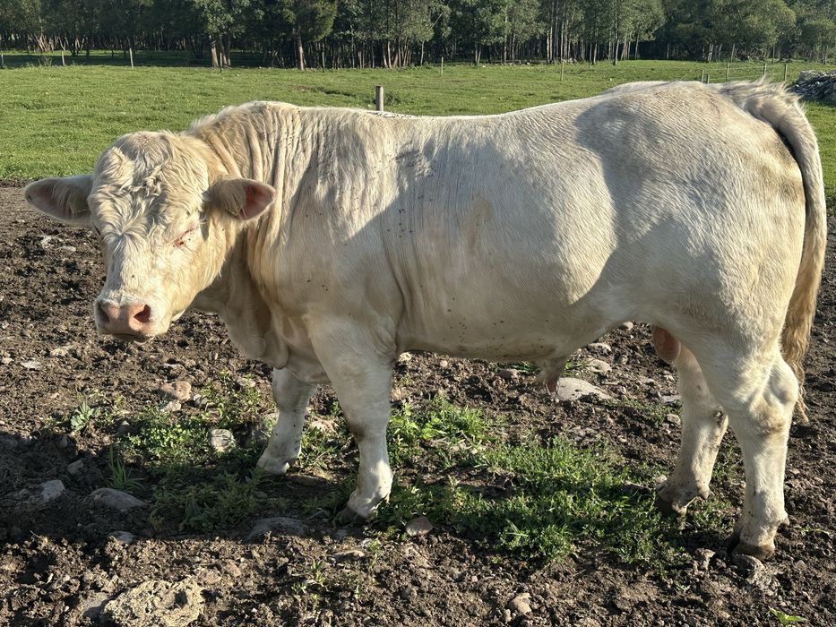 De vânzare taur Charolaise pentru montā.