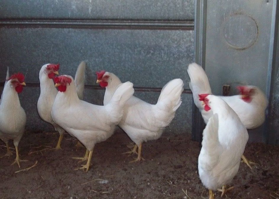 Куры несушки декалб уайт