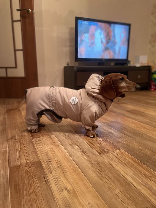 Комбинезон для собаки