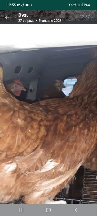 Vand gaini rosi de ouat