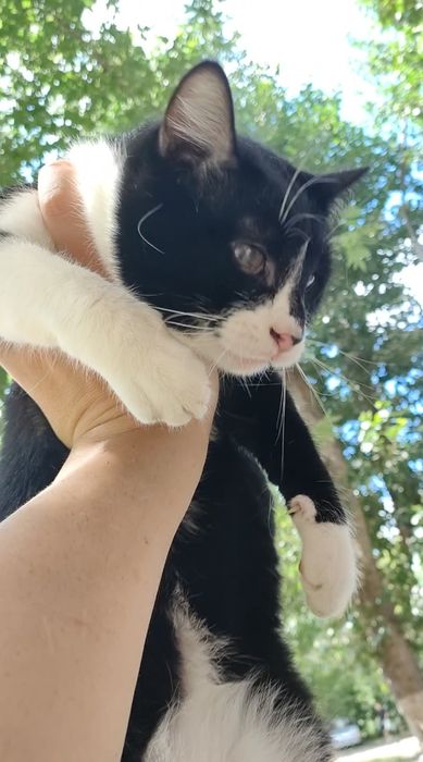 Кот, импозантный мужчина.