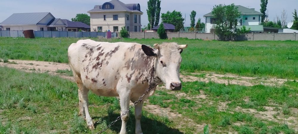 Здравствуйте прададим корову 2 отёл