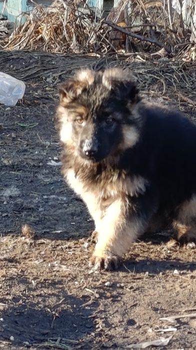 Щенок немецкой овчарки