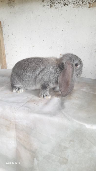 Femele și masculi berbec german