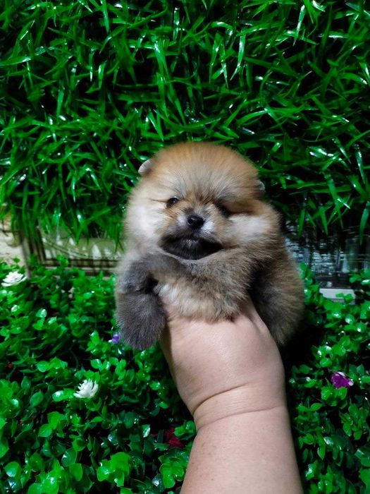 Померанский  Шпиц