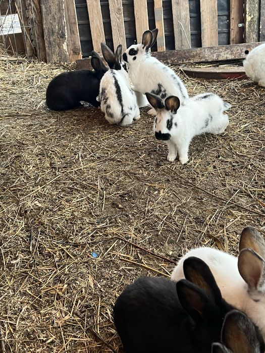 Vand/schimb iepuri, pui si maturi