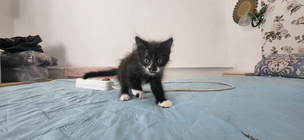 Отдам котят в хорошие руки