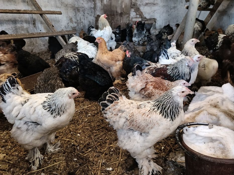 Продам петухов Брама