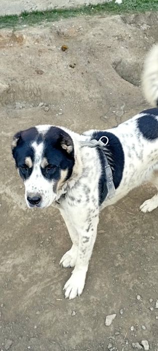 Алабай Тоза 1.6ойлик