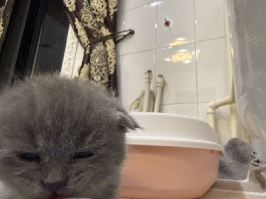 Мальчк Скоттиш Фолд 1 месяц родились 7 июля