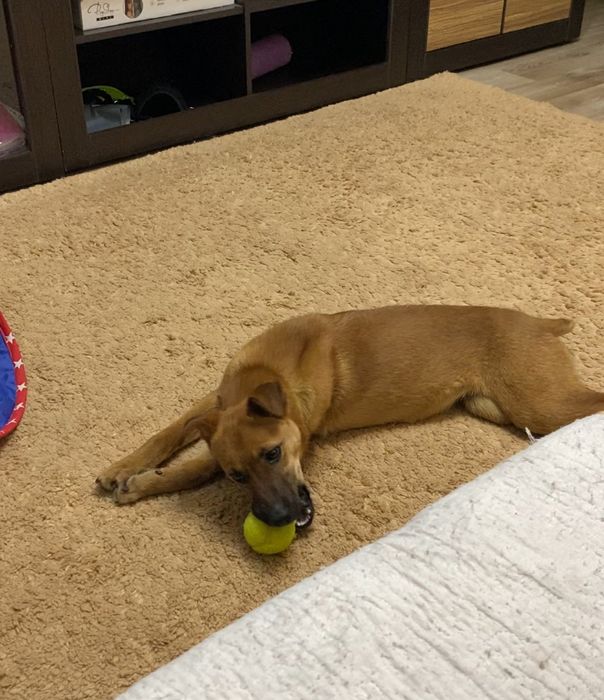 Дарю щенка-подростка