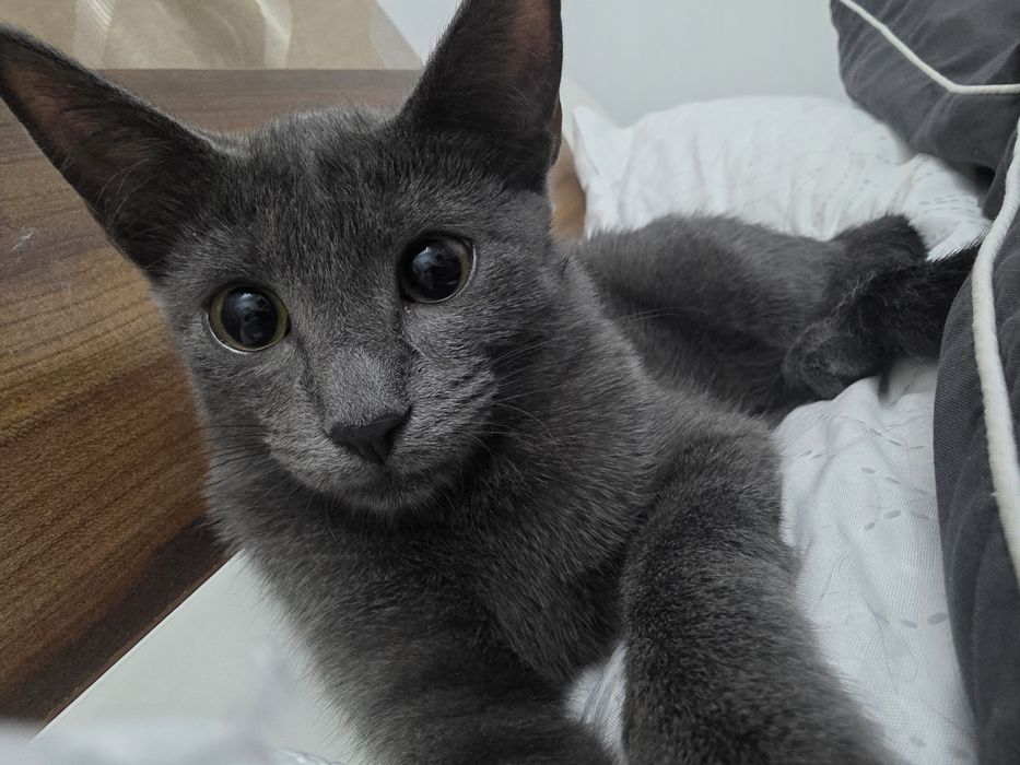Отдам бесплатно котёнка