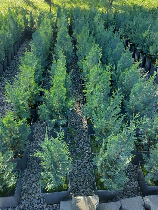 Producator vand Danica glob