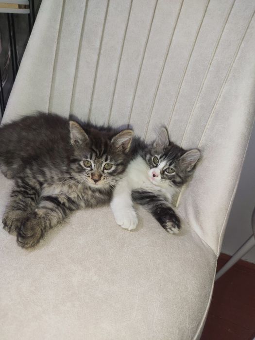 Котята метисы 2.5 месяца девочка и мальчик