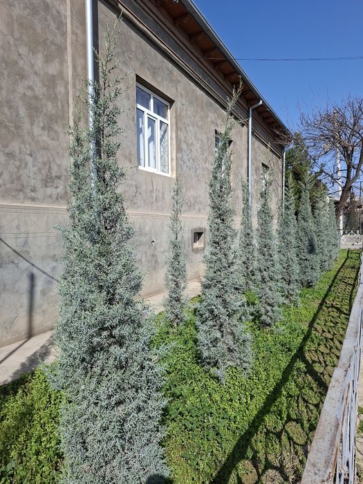 Аризонский Кипарис. Kiparis. Италия