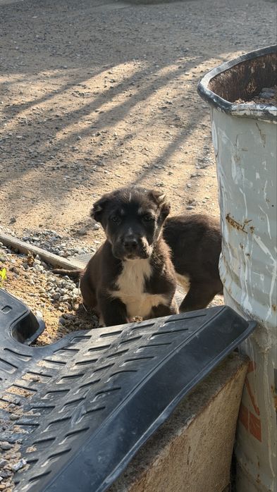 Тобет күшіктер сктылады
