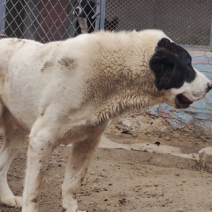 Сатылады тез арада еркек