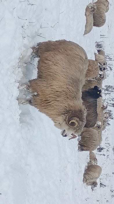 Vând berbec Țurcan oacheș
