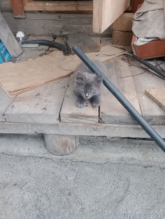 Отдам хороших котят
