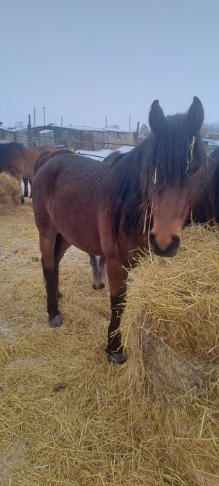 Продам жеребца для табуна