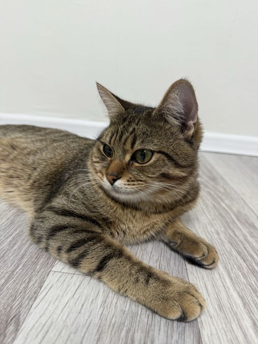 Отдам красивого кота