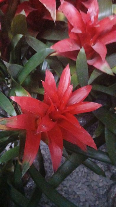 Tabiiy tuvakliy gullar sotiladi