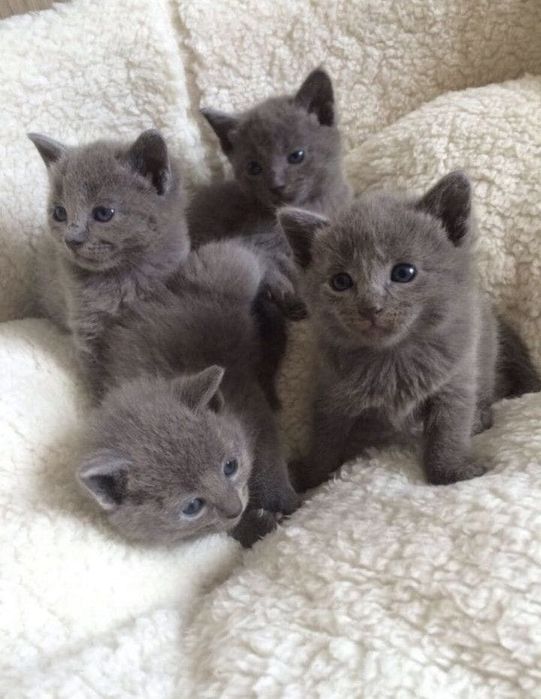 Котёнок русская голубая