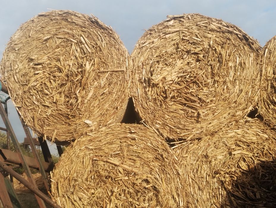 Vând tulei și paie de grau