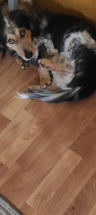 Пропала собака кабель