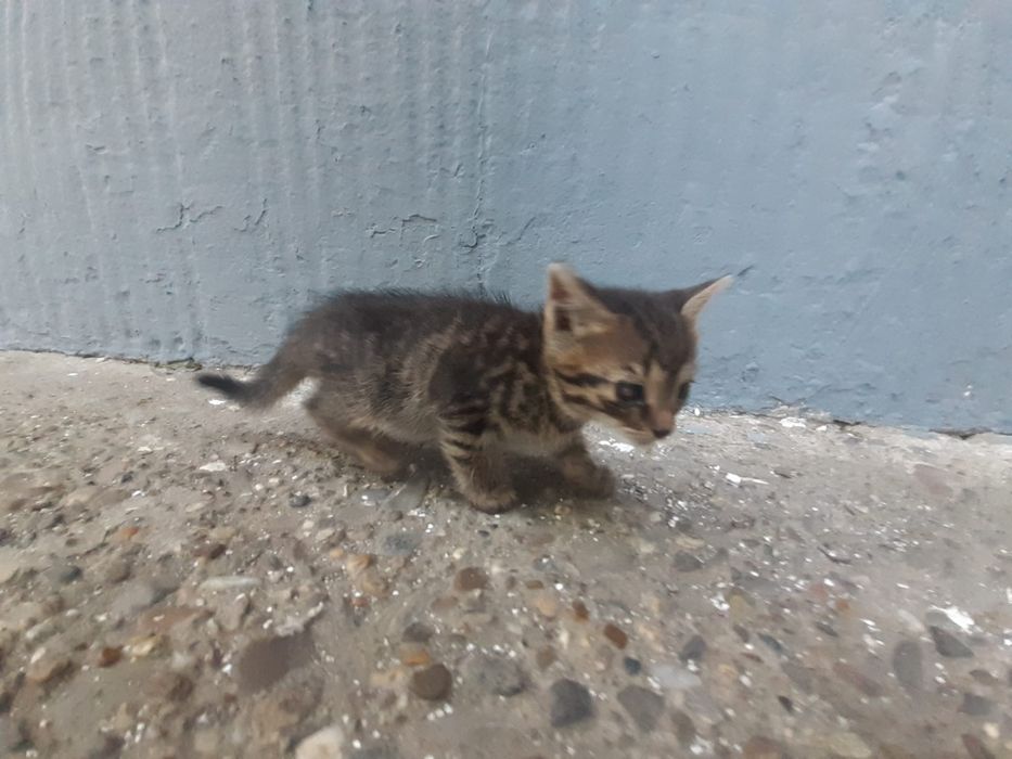 Donez pisici de rasă