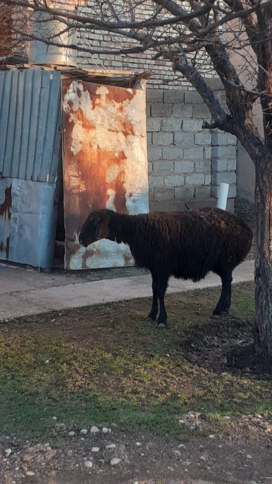 Қойлар сатылады, семіз, жемде тұрған,