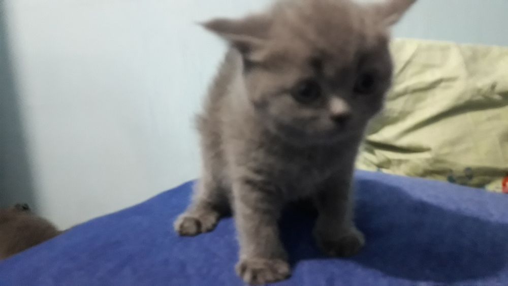 Британцы и .шотландцы