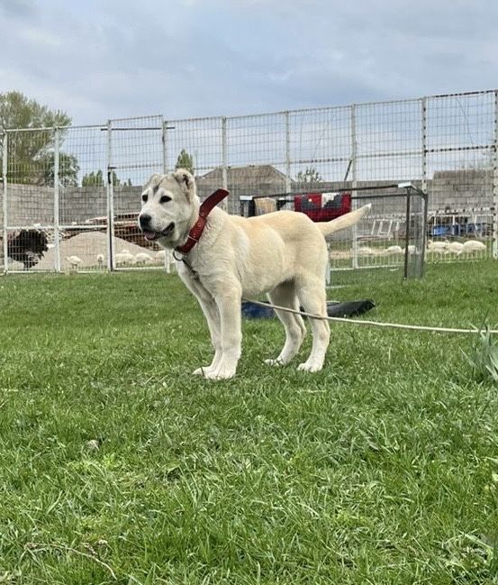 «Алабай» күшігі, 2 айлық