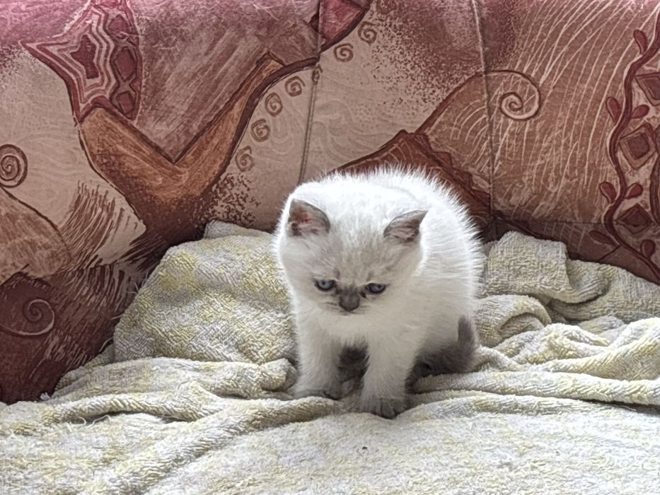 Британски котета (чивтокръвни)