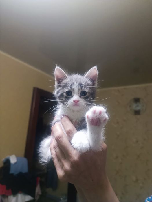 Мальчик и девочка ищут доброго хозяина!